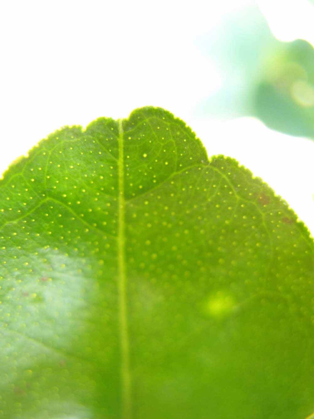              Margin (Winter Haven, FL)       